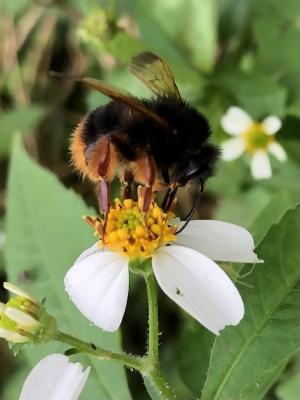 萃熊蜂