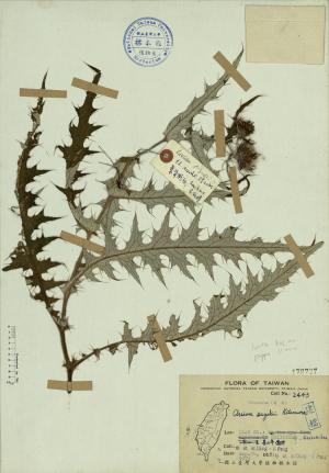 Cirsium suzukii Kitamura_標本_BRCM 4302