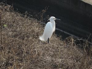 小白鷺