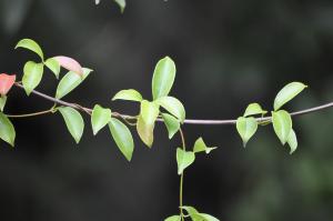 酸藤 (酸葉膠藤)