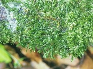 尖瓣光萼蘚