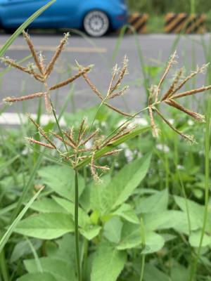 香附子 (香頭草)