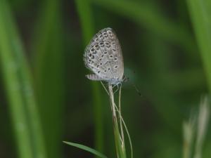 沖繩小灰蝶