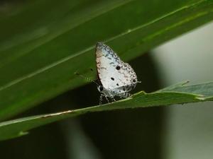 台灣黑星小灰蝶