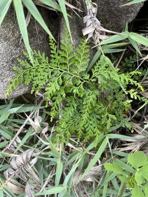 闊片烏蕨