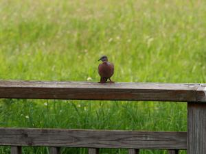 珠頸斑鳩