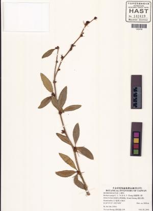 Berberis pengii C. C. Yu & K. F. Chung_標本_BRCM 6047