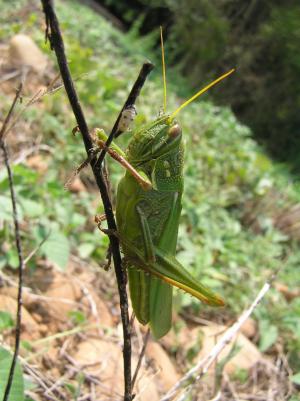 大棉蝗