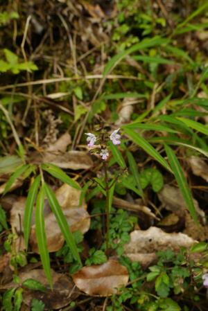 阿里山紫花鼠尾草