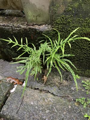 劍葉鳳尾蕨 (箭葉鳳尾蕨)