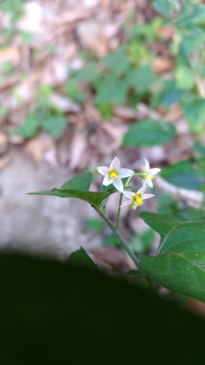 少花龍葵