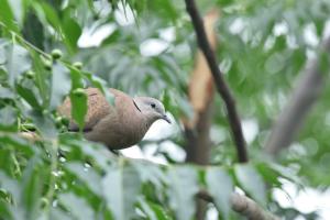 紅鳩