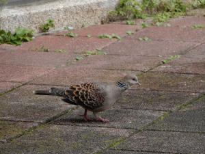 金背鳩