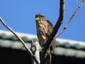 鳳頭蒼鷹(台灣亞種)