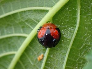 紅紋瓢蟲 (紅基盤瓢蟲)