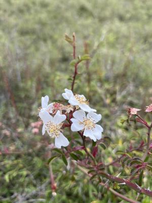 高山薔薇