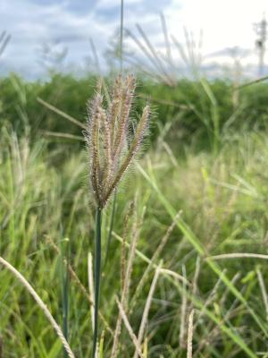 虎尾草、刺虎尾草、孟仁草