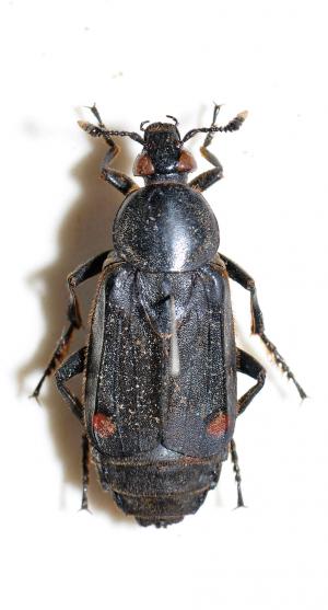 雙斑埋葬蟲 Diamesus bimaculatus