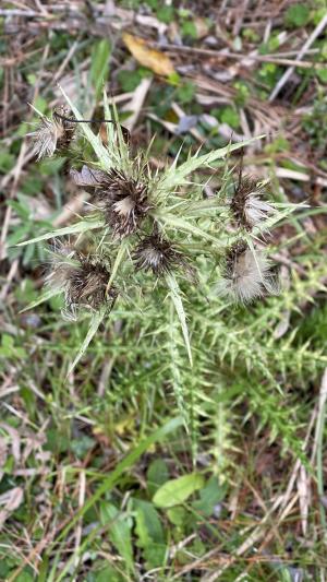 阿里山薊