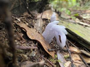 水晶蘭