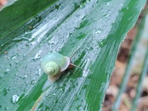 台灣青山蝸牛