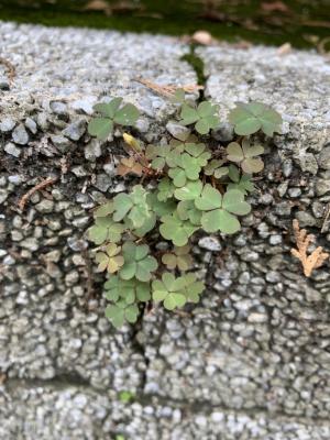 黃花酢醬草