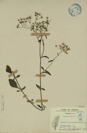 Vernonia cinerea L._標本_BRCM 3871