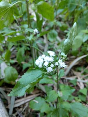 勝紅薊 (藿香薊)