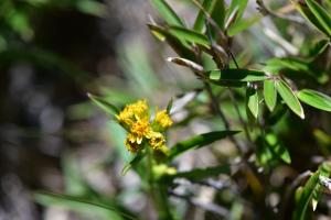 一枝黄花 (金鎖 野黄菊)