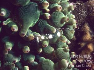 短腕岩蝦 