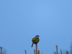 灰喉山椒鳥