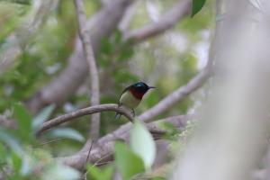 叉尾太陽鳥