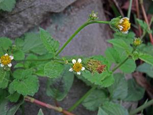 小白花鬼針