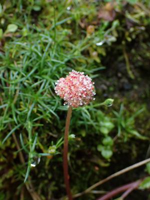 長梗盤花麻