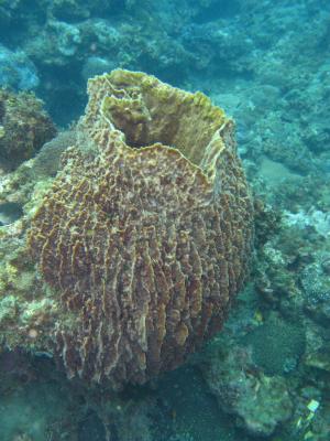 Giant Barrel Sponge