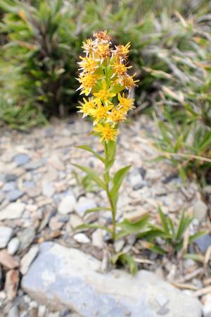 一枝黄花 (金鎖 野黄菊)