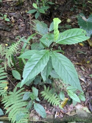 臺灣山桂花