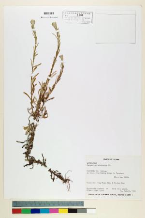 Gnaphalium hypoleucum DC._標本_BRCM 5601