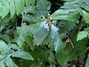 白花蛇根草