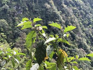 白狗大山茄