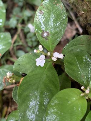 白花蛇根草