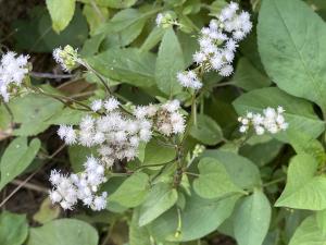 勝紅薊 (藿香薊)