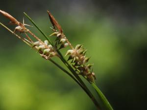 中國宿柱薹