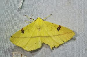 Opisthograptis moelleri 黑刺斑黃尺蛾