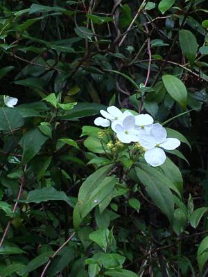 華八仙(華南分布)