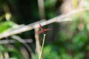 紫紅蜻蜓