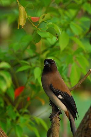 20101020 樹鵲@高雄美術館 4