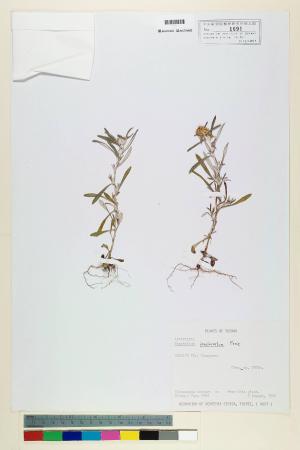 Gnaphalium involucratum Forst._標本_BRCM 5572