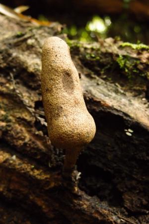 Xylaria telfairii(泰菲爾氏炭角菌)