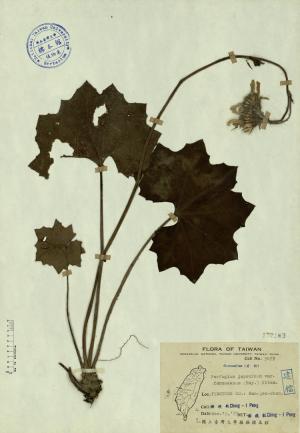 Farfugium japonicum var. formosanum (Hay.) Kitam._標本_BRCM 4242